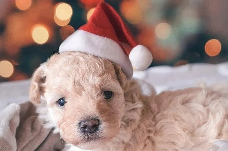 Festive Santa Claus Pet Hat