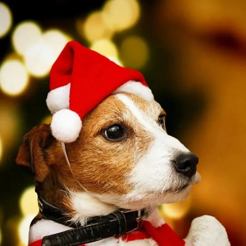 Festive Santa Claus Pet Hat