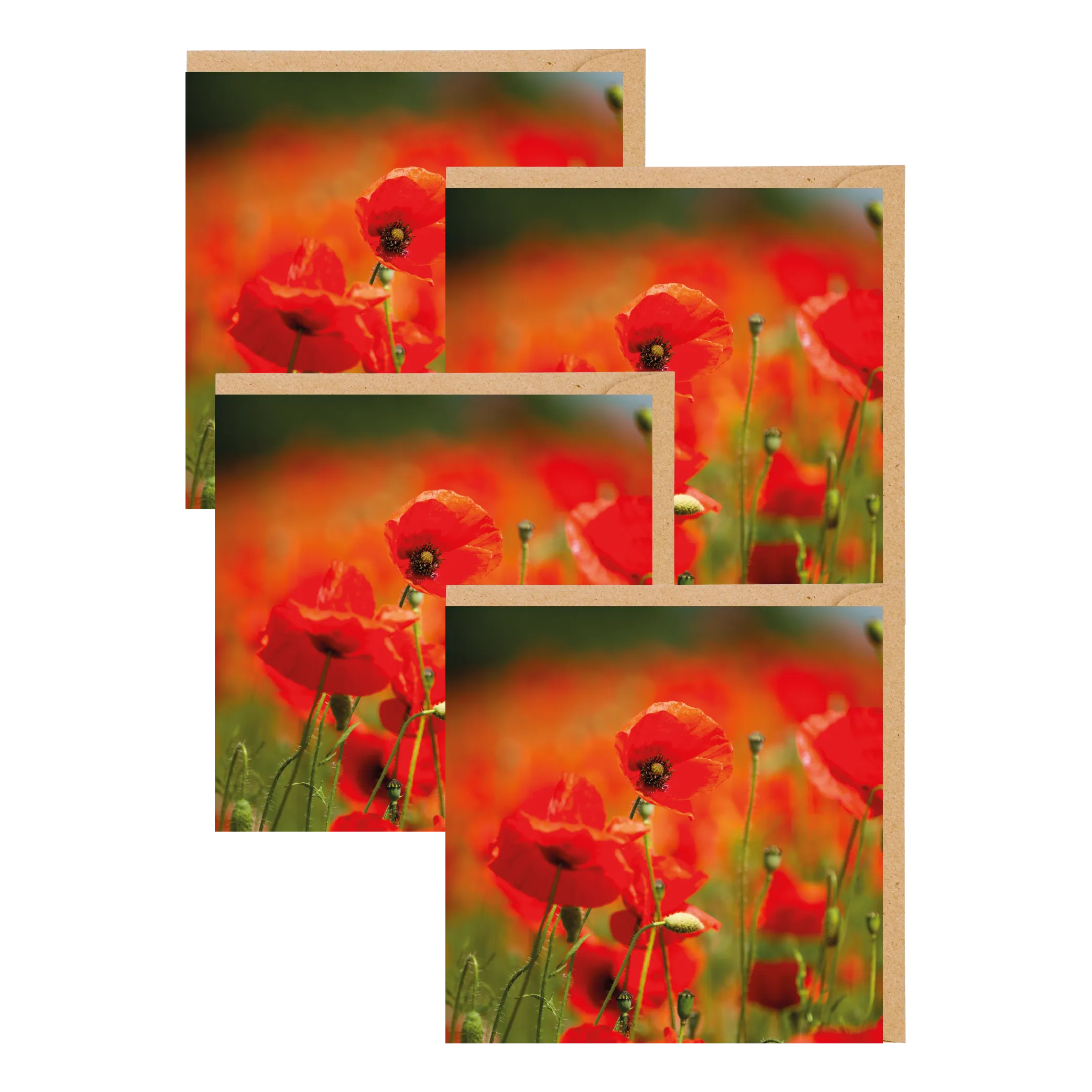 Field of Poppies Greetings Cards