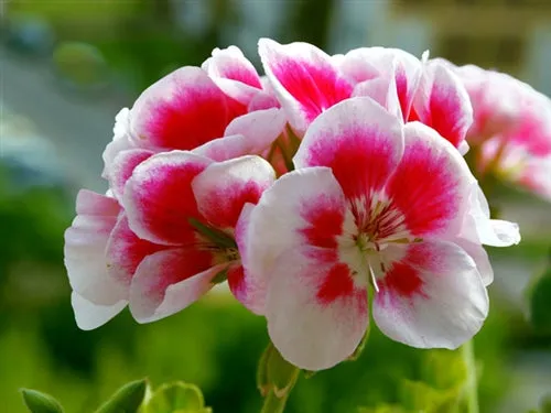 Geranium Egyptian Essential Oil